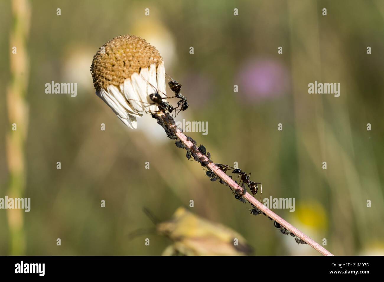 Una foto poco profonda di formiche che si arrampicano su un fiore morto daisy Foto Stock