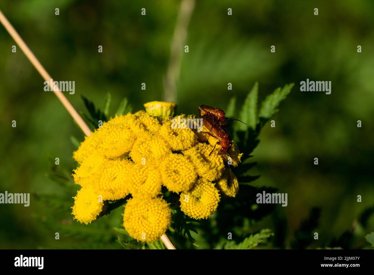 Un primo piano di bug di accoppiamento su fiori gialli Foto Stock