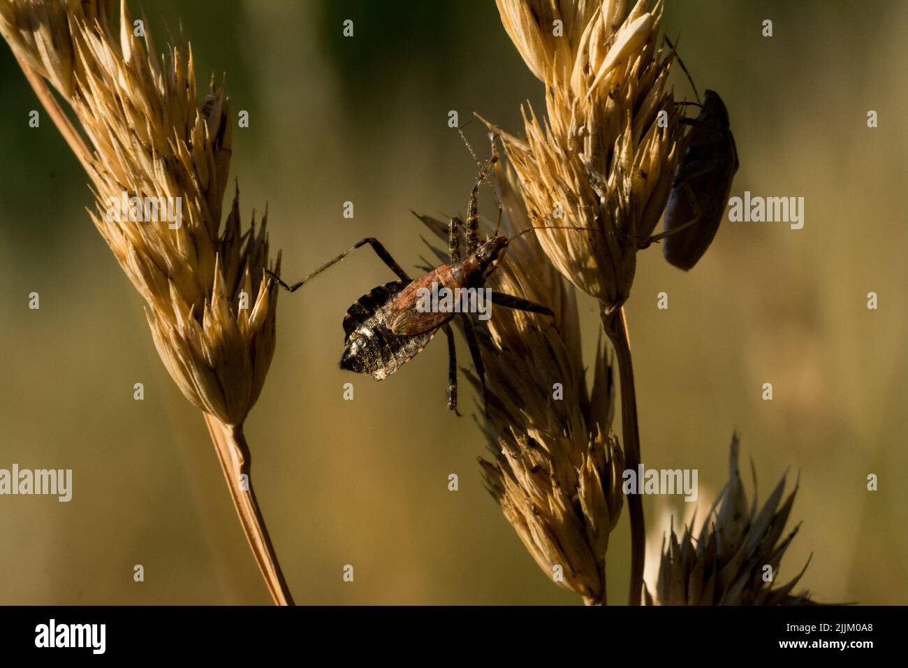 Un fuoco poco profondo di insetti nocivi della tartaruga su spikelet di grano Foto Stock