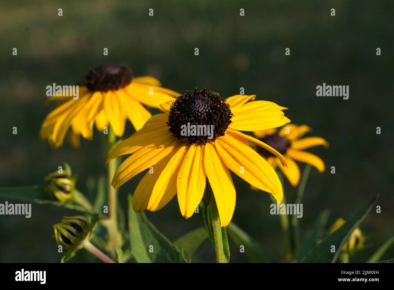 Un primo piano di bellissimi fiori susan gialli con occhi neri Foto Stock