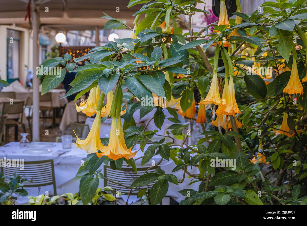 Stabilimento di Datura nella città vecchia di Corfù, sull'isola di Corfù, Isole IONIE, Grecia Foto Stock