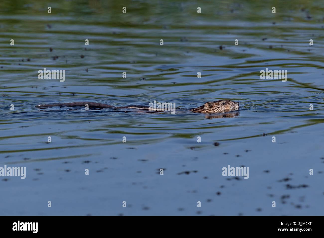 Ondetra zibethicus, Muskrat. Romania Foto Stock