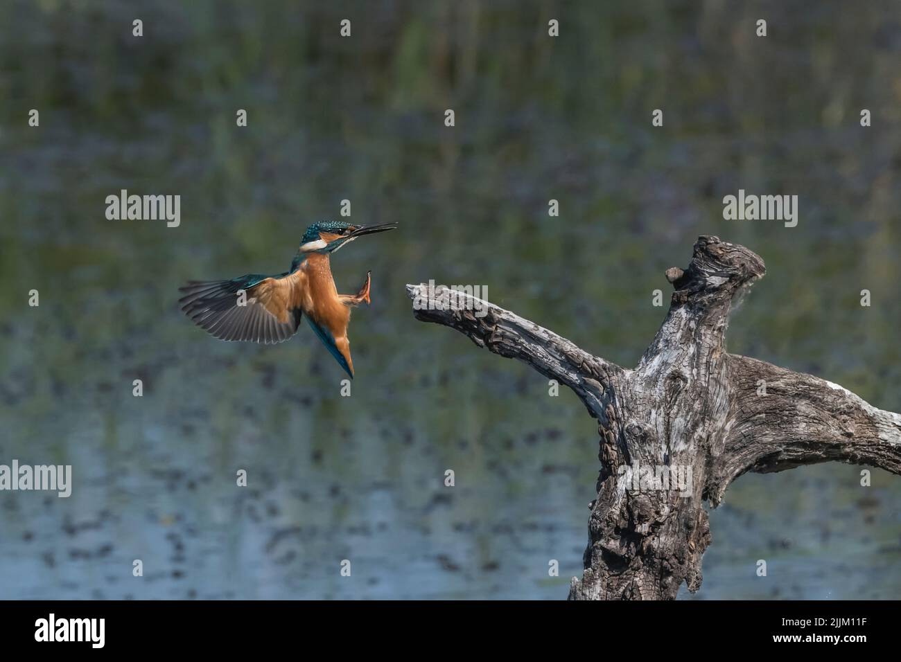 Alcedo atthis, Kingfisher. Romania Foto Stock