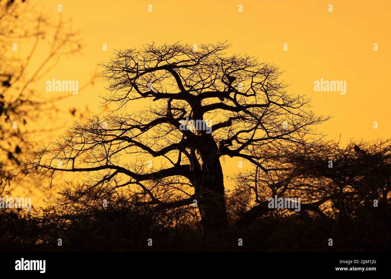 La forma distintiva del famoso albero 'rovesciato' delle savane africane è modellata nell'ultima luce dorata del giorno. Foto Stock