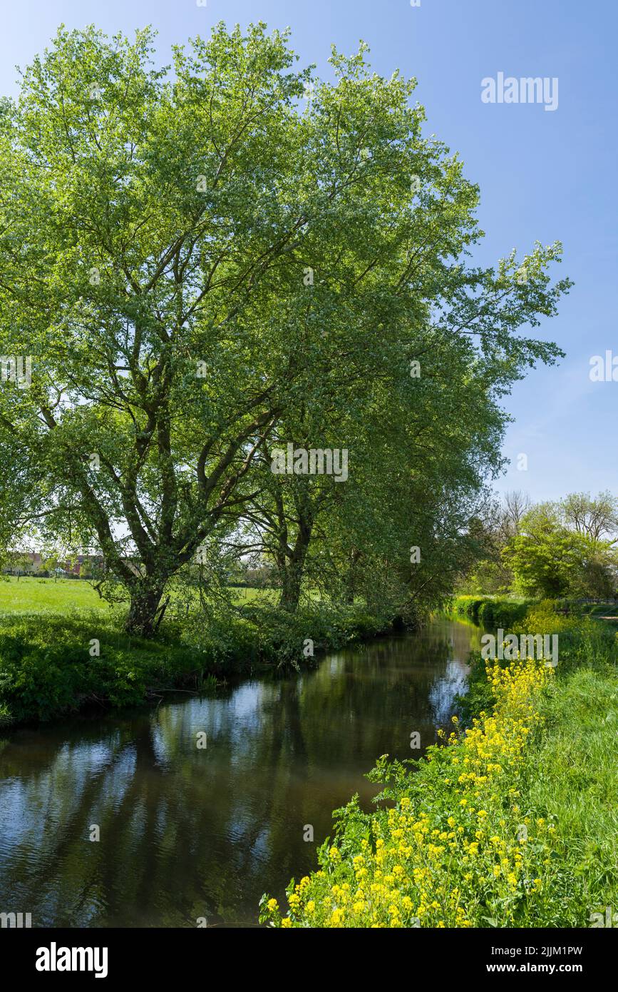 Il fiume Yeo, conosciuto anche come il Congresbury Yeo, lungo il Two Rivers Way a Congresbury in una soleggiata giornata primaverile, North Somerset, Inghilterra. Foto Stock