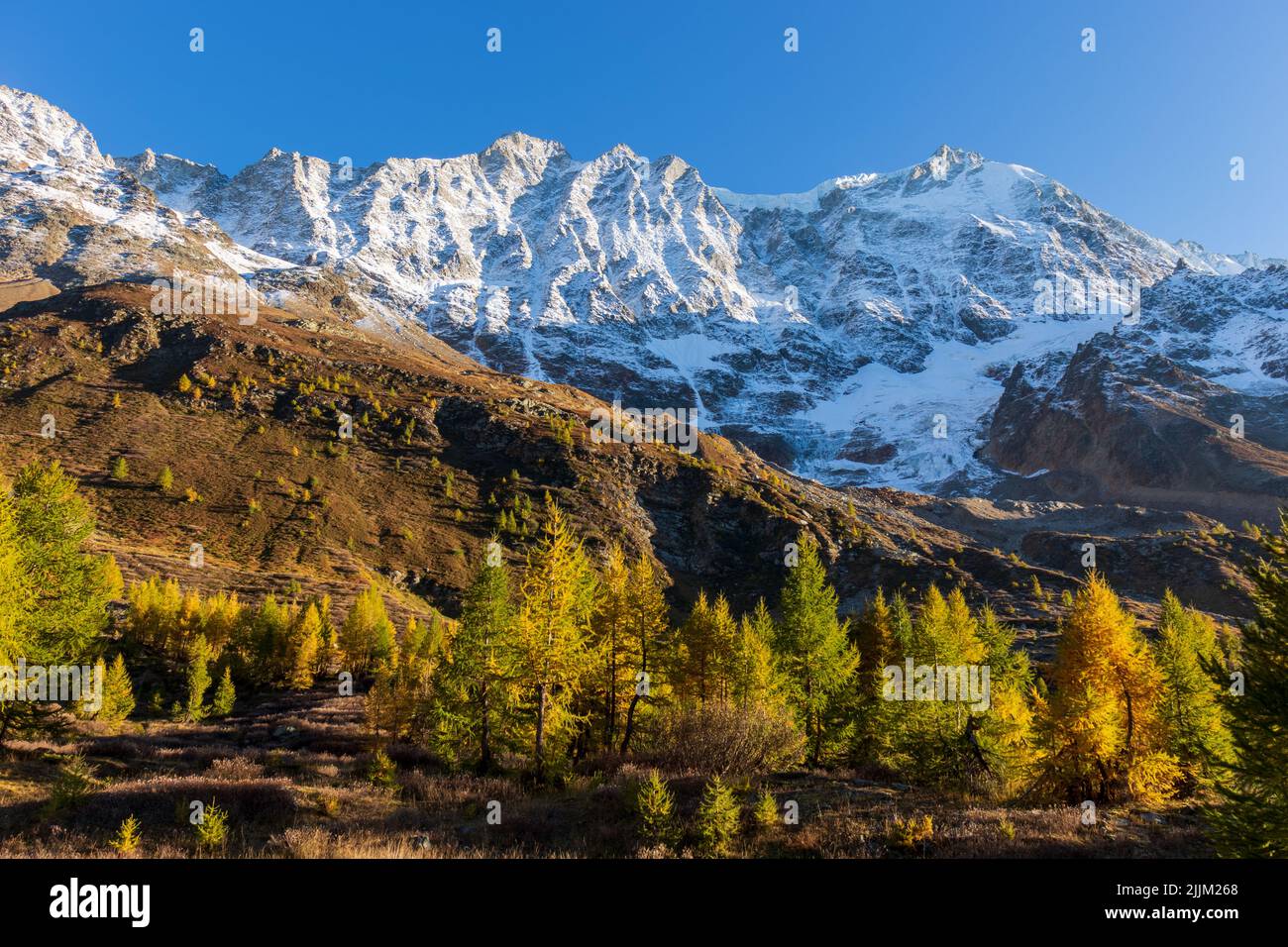 Foresta di larici in autunno o in autunno con paesaggio di montagna innevato sullo sfondo in wallis loetschental svizzera. Foto Stock