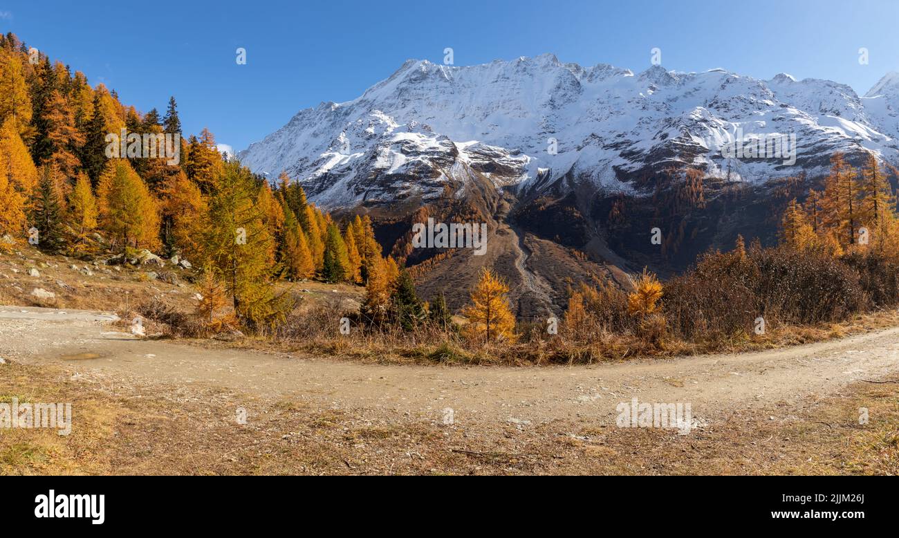 Foresta di larici paesaggio autunnale o autunnale con sentieri escursionistici e montagne innevate in loetschental wallis svizzera vista panoramica. Foto Stock