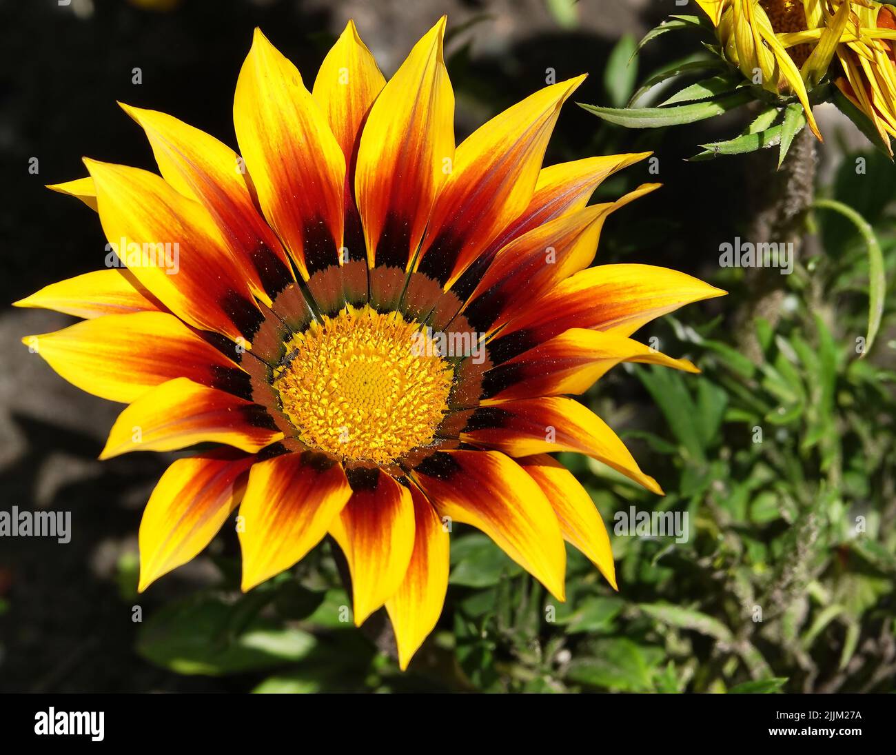 Gazania Peacock fiori primo piano su un aiuole Foto Stock