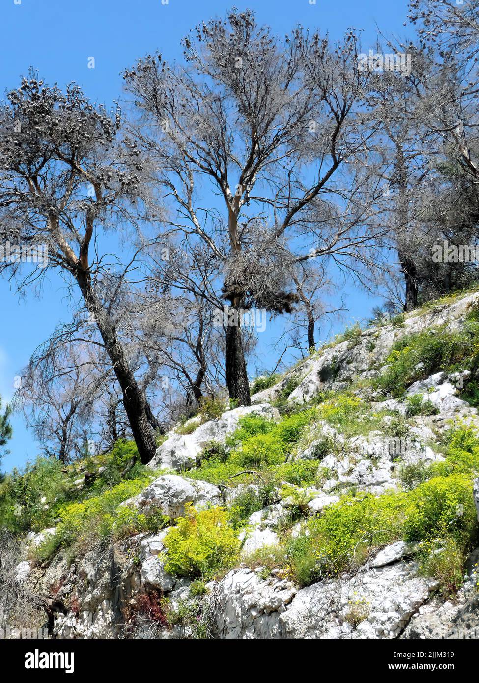 Un primo piano di alberi antichi su una collina verde e bianca Foto Stock