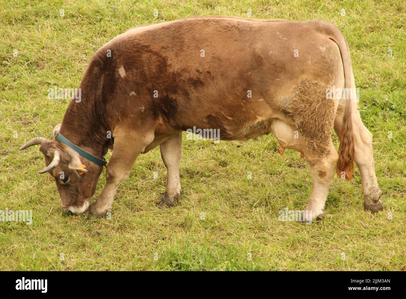 Un colpo di primo piano di una mucca che pascolano nel campo Foto Stock