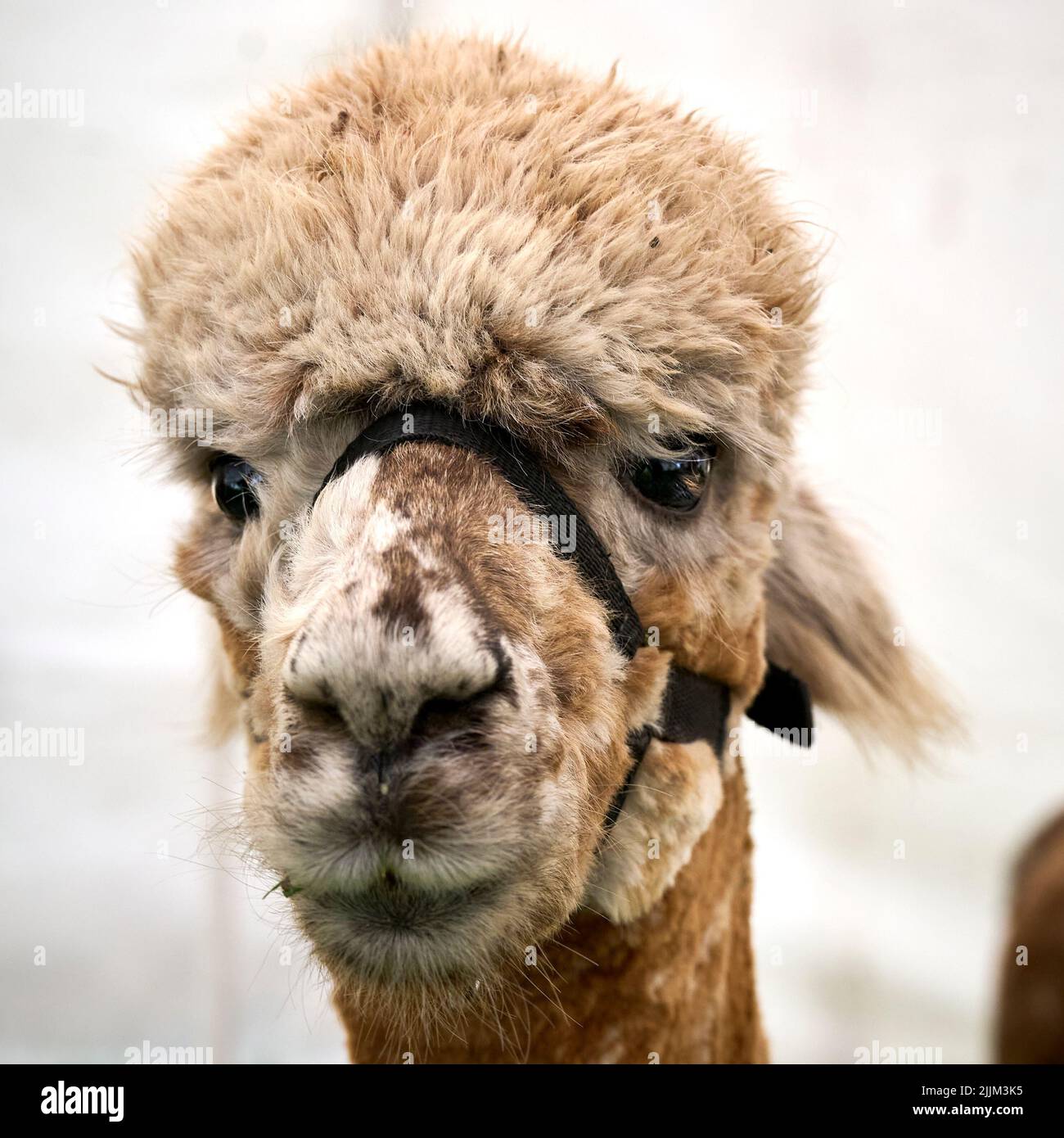 L'alpaca sudamericana ha allevato per la sua lana di alta qualità Foto Stock