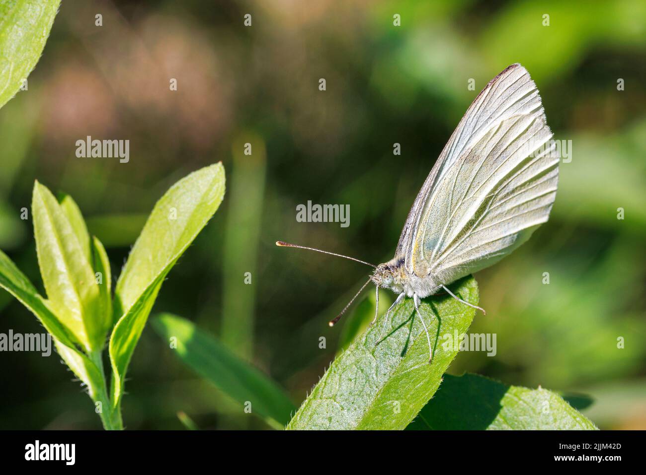 Primo piano di una deliziosa farfalla bianca contro il verde sfocato in una giornata di sole brillante. Spazio di copia. Foto Stock