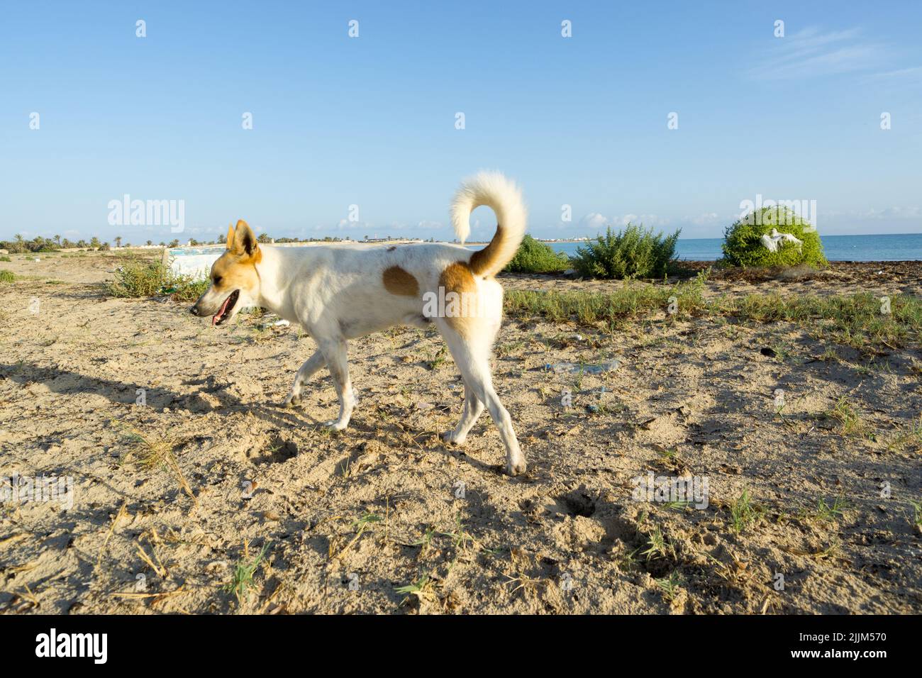 Una vista di un carino cane bianco e beige con la sua coda a piedi sulla spiaggia in una giornata di sole Foto Stock