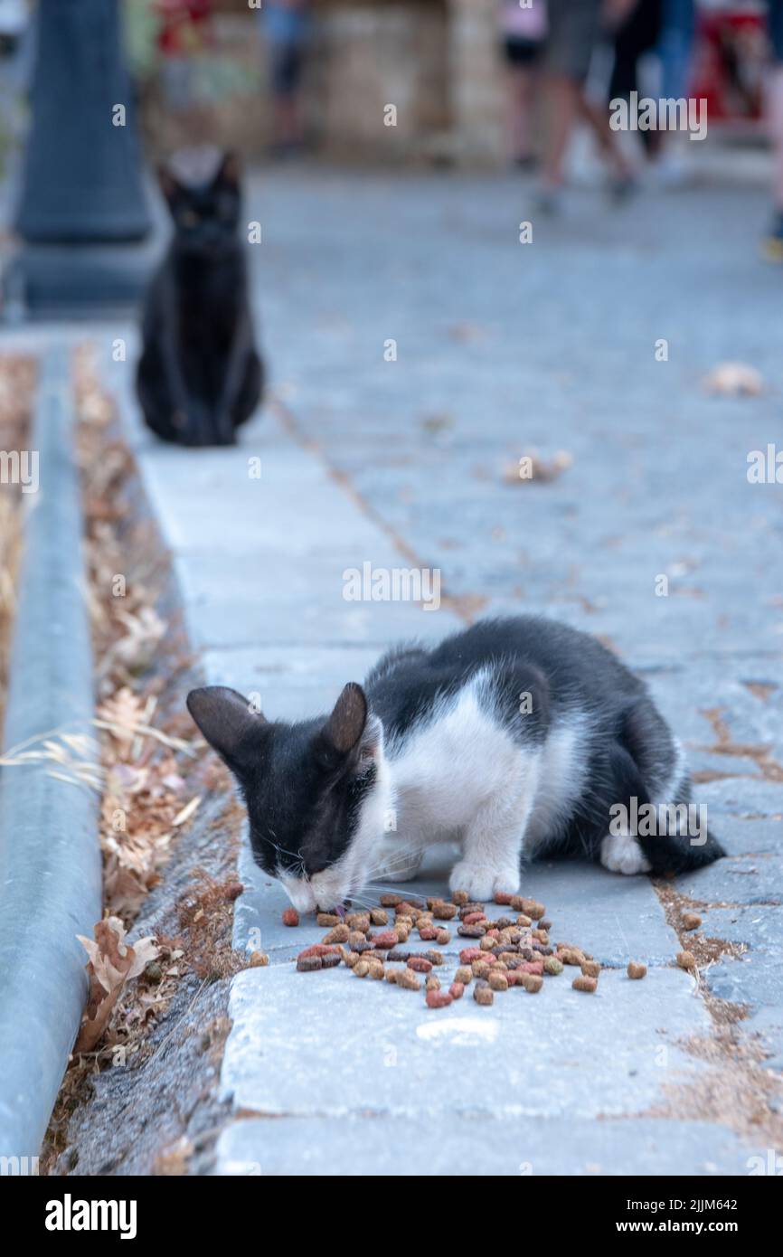 La messa a fuoco selettiva verticale di un gatto carino in pelliccia bianco-nero che mangia qualcosa dal suolo e un gatto nero seduto sullo sfondo Foto Stock