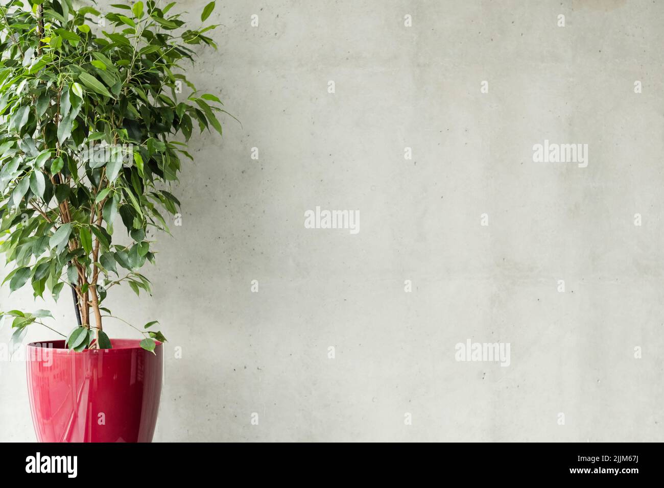 ficus rosso pentola grigio cemento fondo parete vuoto Foto Stock