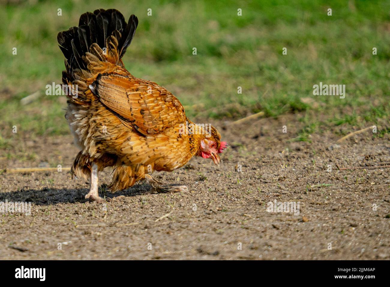 Un primo piano di un pollo bruno che cammina su un campo verde Foto Stock