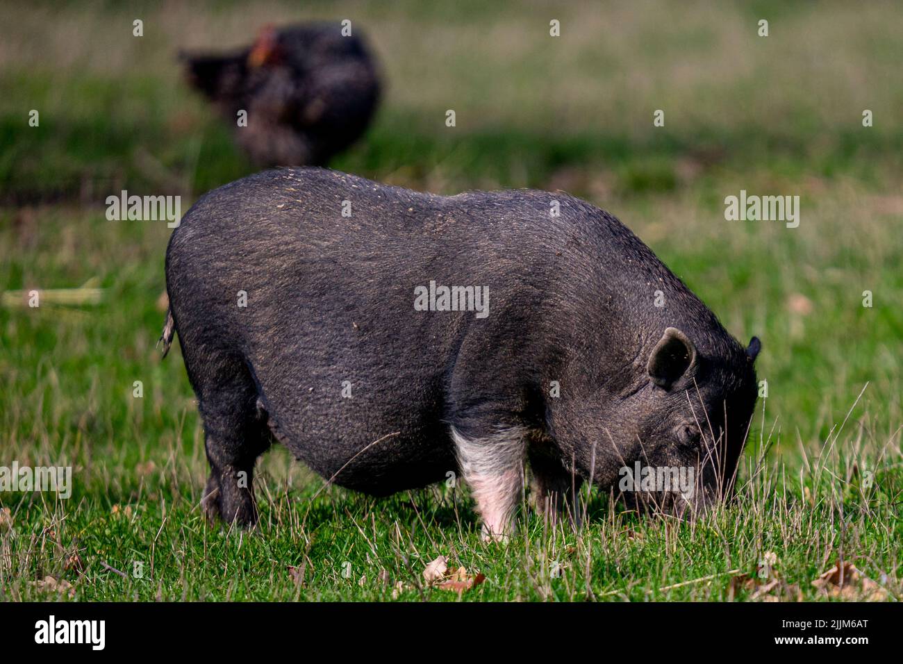 Un bel colpo di vietnamita Pot-bellished in un campo Foto Stock