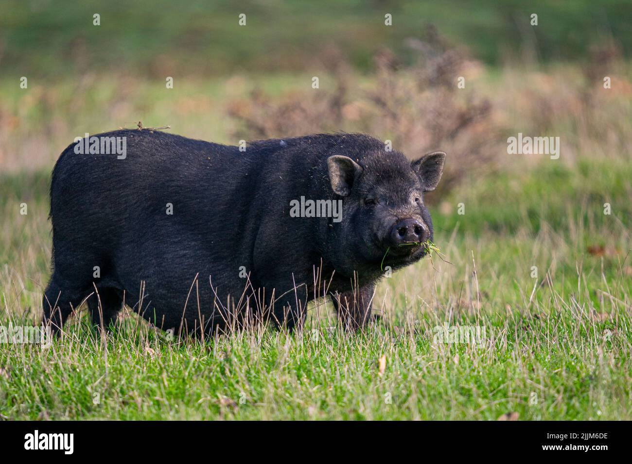 Primo piano di un vietnamita Pot-bellished in un campo Foto Stock