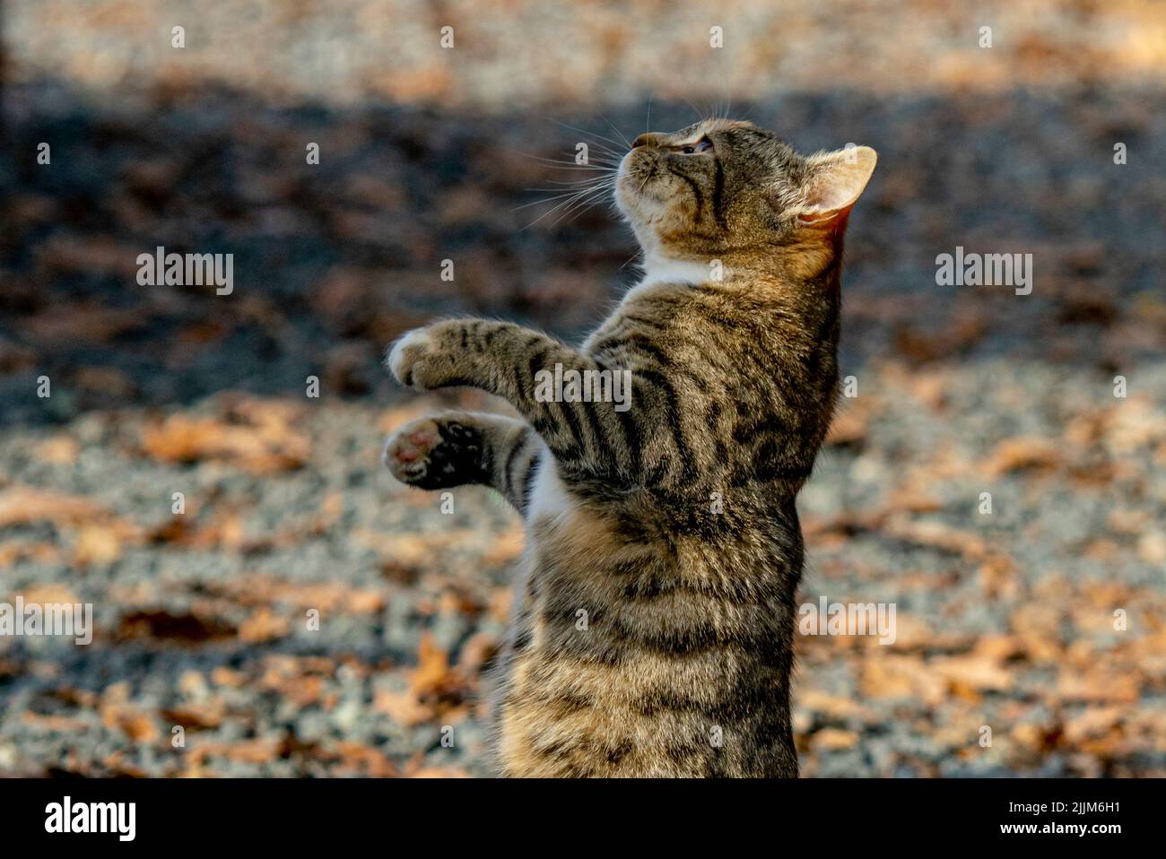 Un gatto in piedi carino shorthair Foto Stock