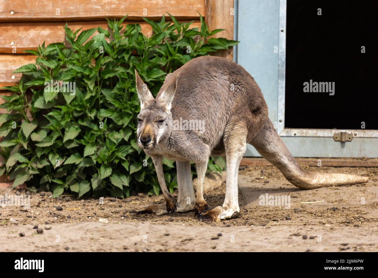 I canguri rossi riposano nel paddock dello zoo. Foto scattata a mezzogiorno in una giornata di sole Foto Stock