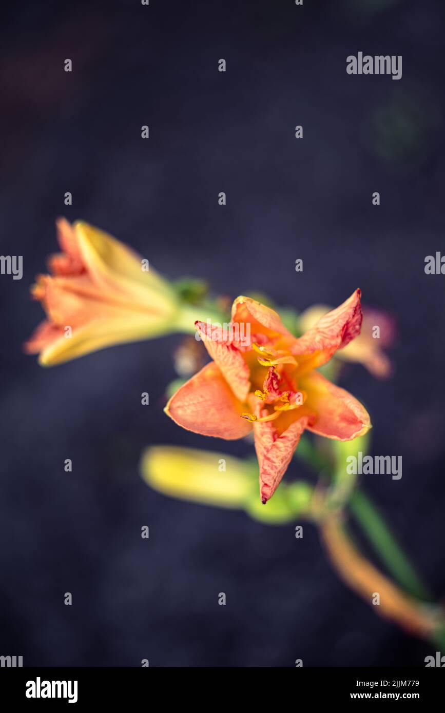 Primo piano di bella fioritura infiorescenza di giglio o di Hemerocallis con pochi fiori e gemme di arancio pastello. Messa a fuoco soft selettiva. blu viola scuro Foto Stock