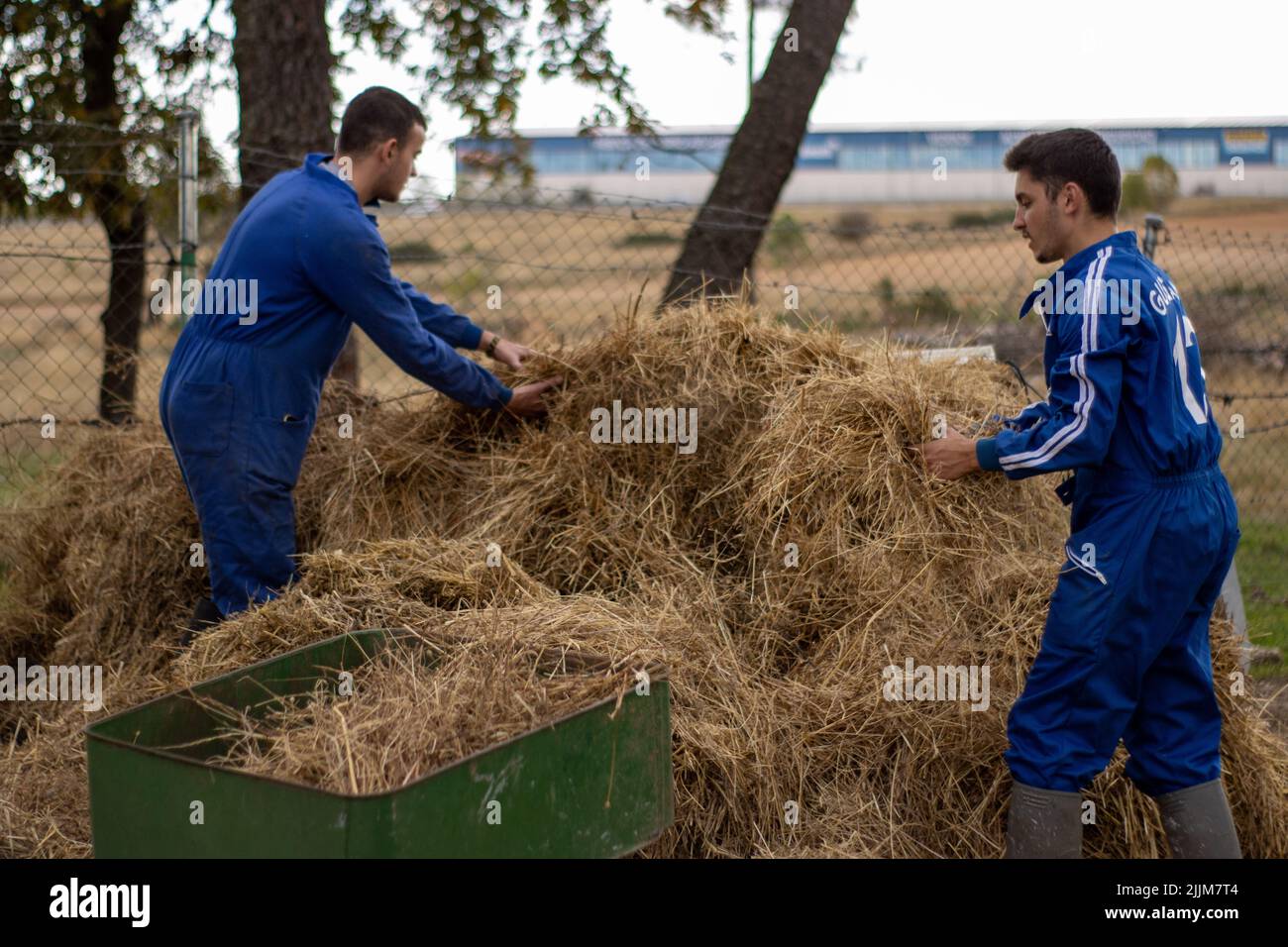 Il bellissimo colpo di contadini che raccolgono e puliscono la paglia dalla fattoria e dal cortile Foto Stock