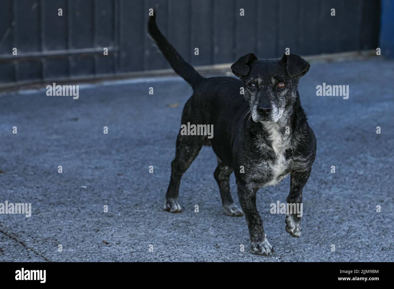 Cane di razza mista, camminando per strada e guardando la telecamera, in colori neri con macchie bianche, con orecchie leggermente sollevate e la zampa anteriore sinistra Foto Stock