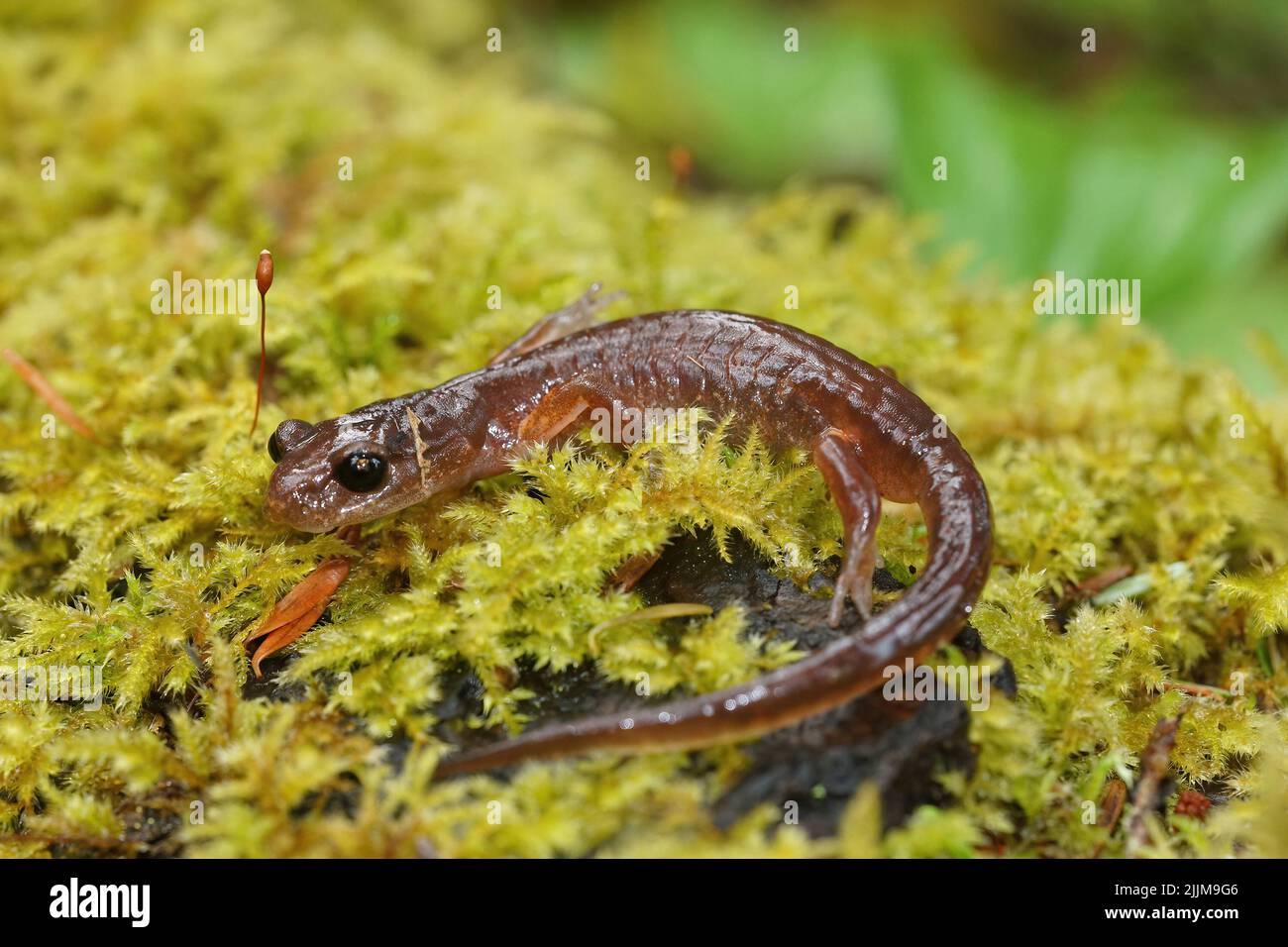 Primo piano su un salamander adulto Oregon Californian Ensatina eschscholtzii seduto su muschio verde Foto Stock