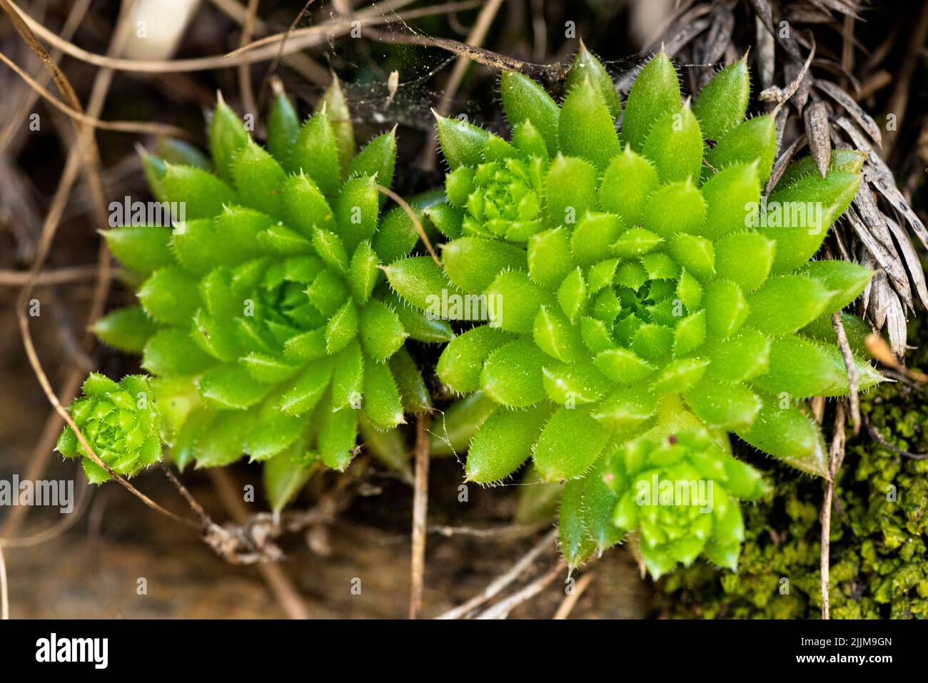 primo piano foto di himalayan fiore Foto Stock