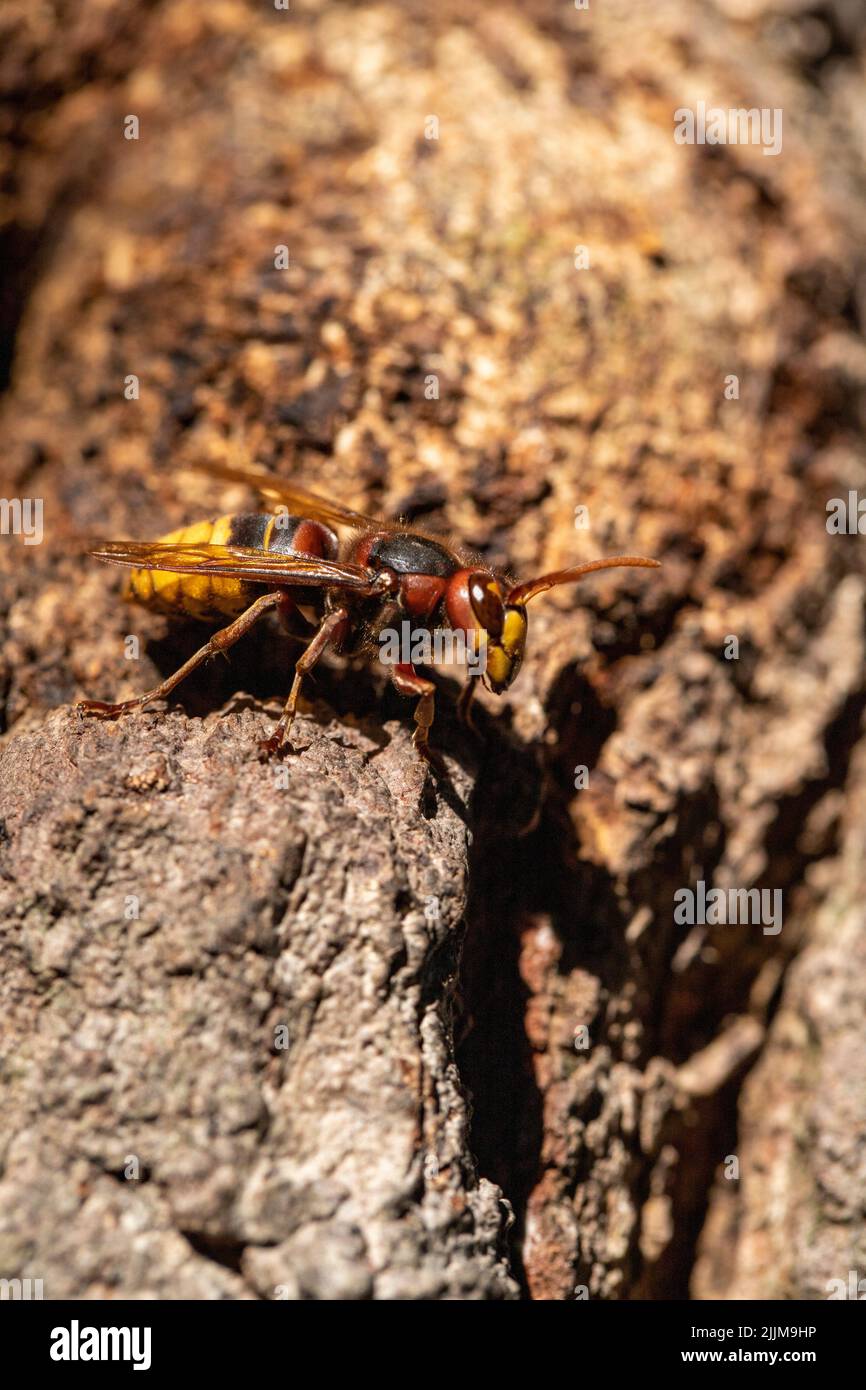 Hornet. Il nido del calabrone. Ape nido in albero abbaio. Primo piano Foto Stock