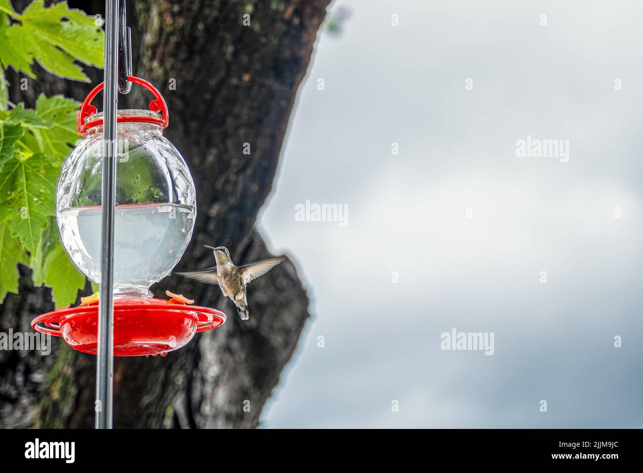 Colibrì rubato femmina hovering accanto al feeder con liquido chiaro colorato, spazio copia Foto Stock