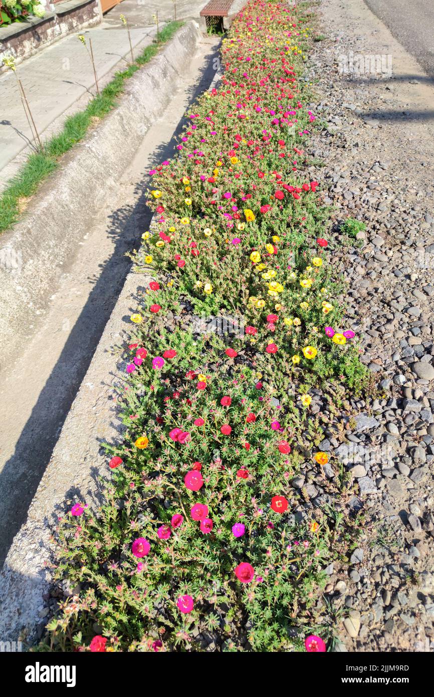 Comune Purslane (Portulaca oleracea) che cresce in una strada in una giornata di sole in estate Foto Stock