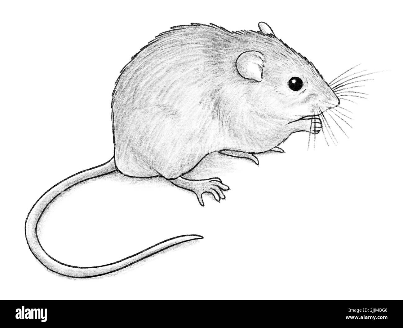 Bramble Cay Melomy animale estinto disegnato a mano in bianco e nero Foto Stock