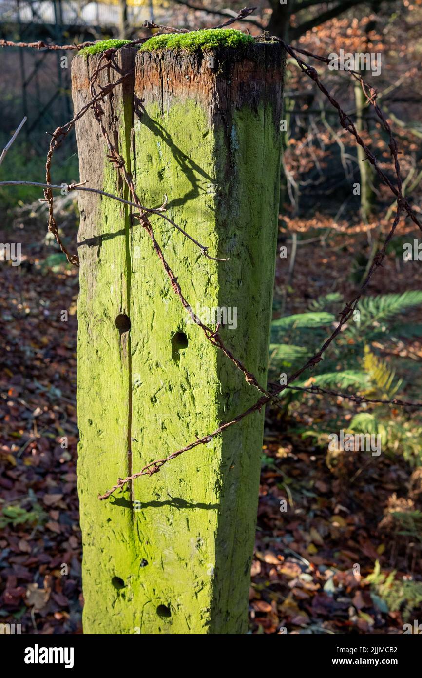 Un colpo verticale di un palo di legno verde con un filo spinato in un'area rurale Foto Stock