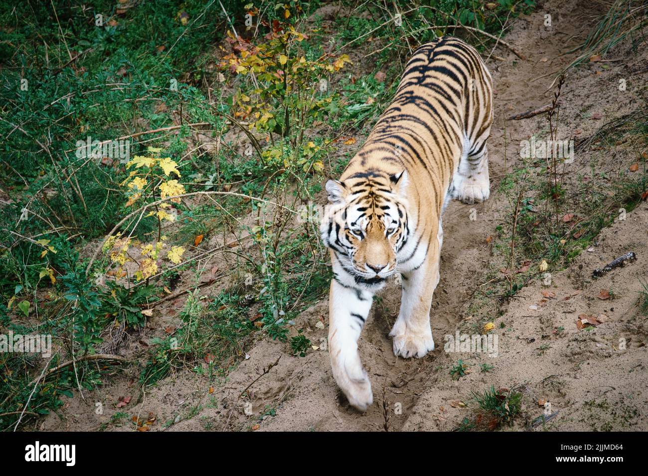 Tigre siberiana. Elegante gatto grande. Predatore a rischio di estinzione. Pelliccia bianca, nera, arancione a righe. Mammifero foto animale Foto Stock