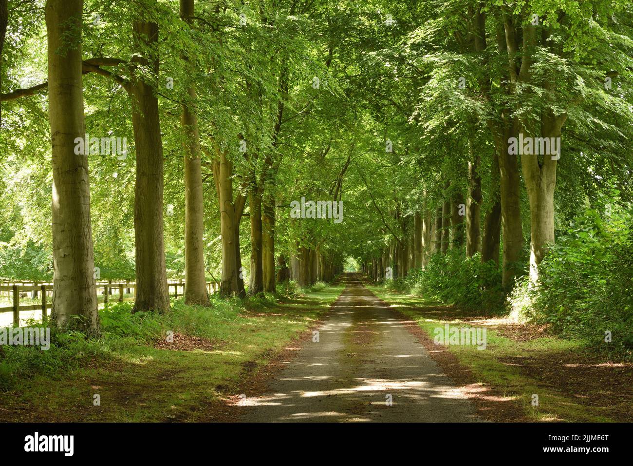 Un viale di alberi di faggio che conduce ad una grande fattoria durante l'estate. Buckinghamshire, Inghilterra, Regno Unito. Foto Stock