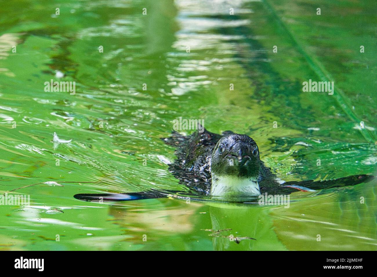 Un primo piano di un pinguino che nuota in acqua Foto Stock