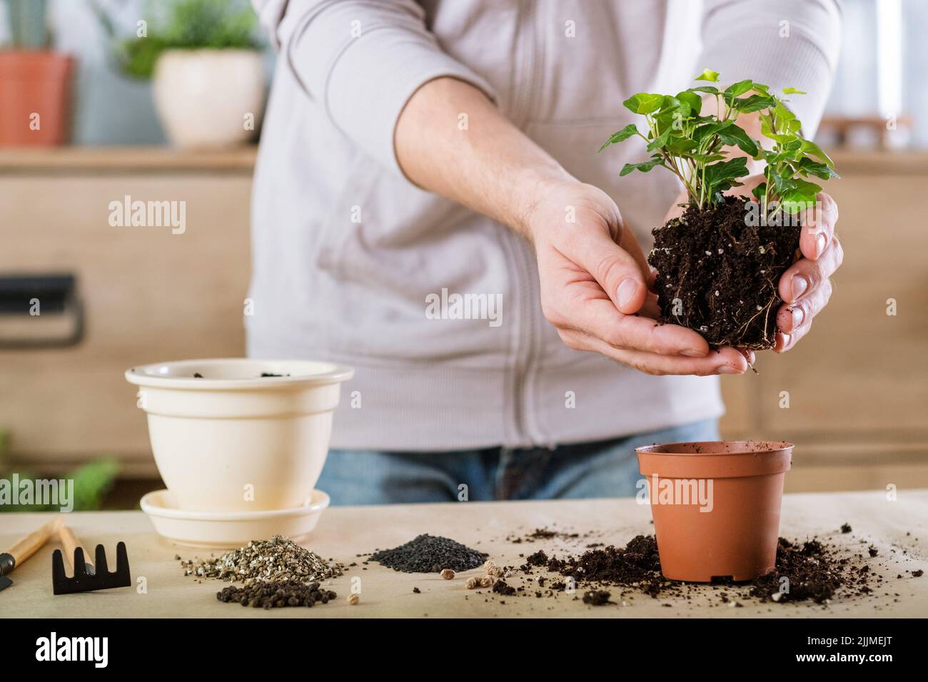 home giardinaggio trapianto di piante ripiantare le mani Foto Stock