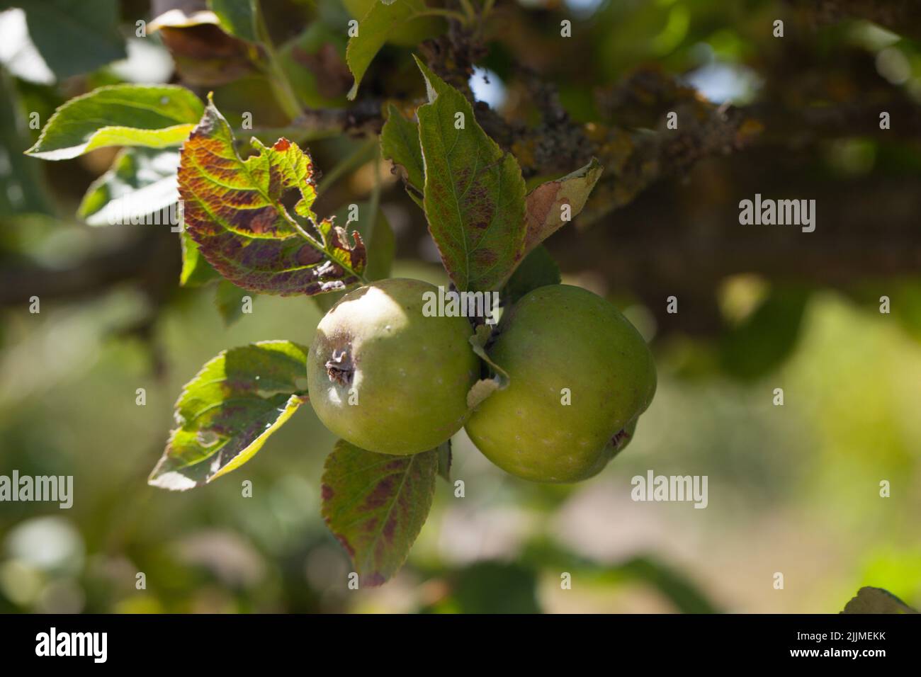 Fresh Growing British Heritage varietà di mele ' Agnello Abbey Pearmain' che cresce in un frutteto estivo. Foto Stock