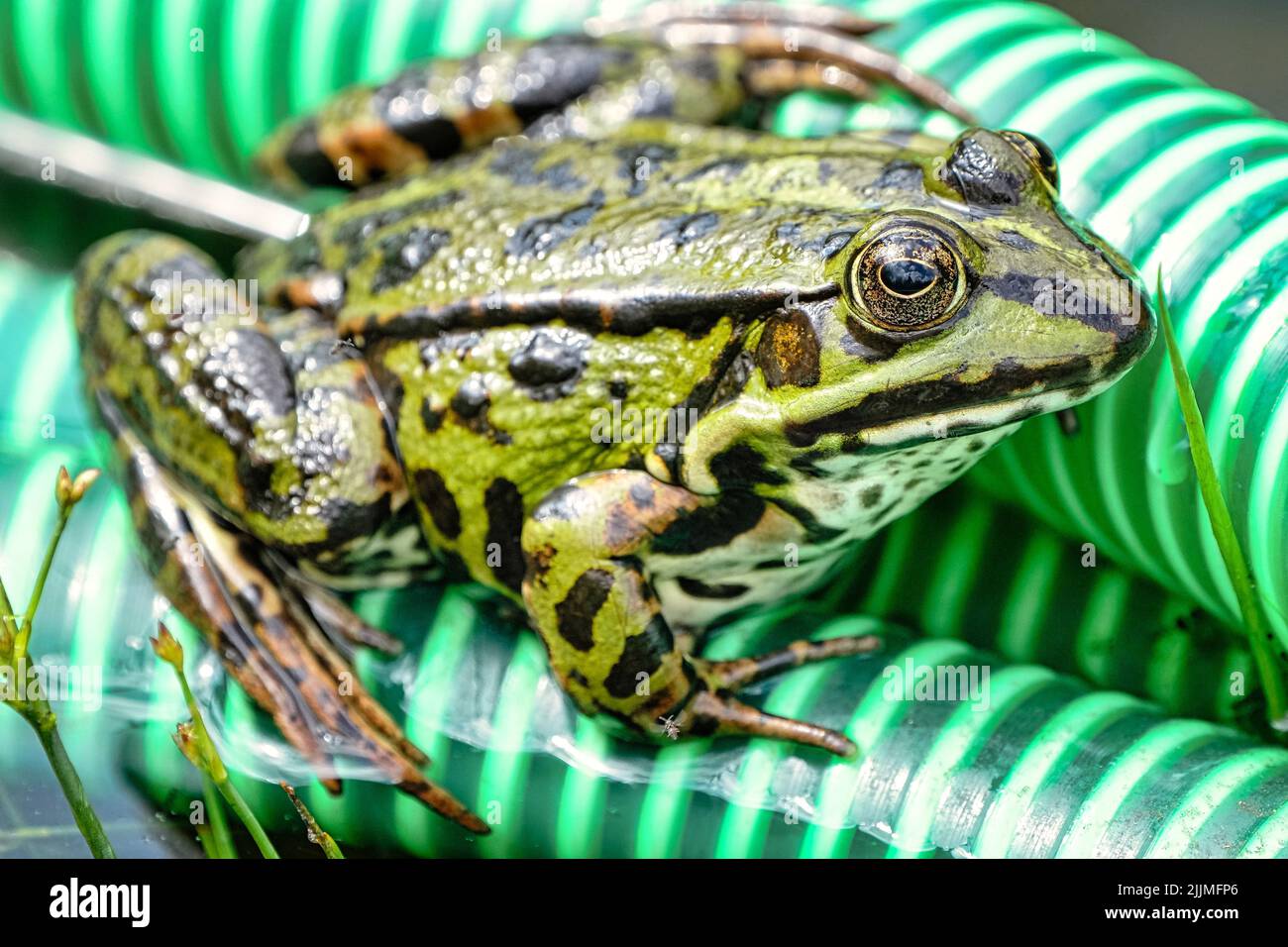 Un primo colpo di rana in una foresta durante il giorno Foto Stock