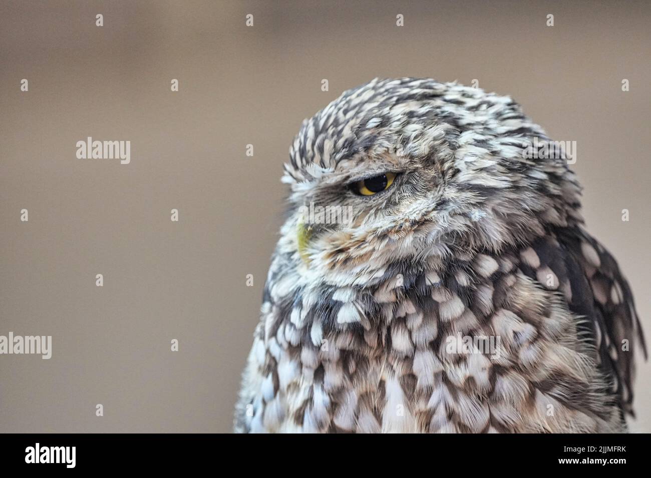 Un bel colpo di gufo in una foresta durante il giorno Foto Stock