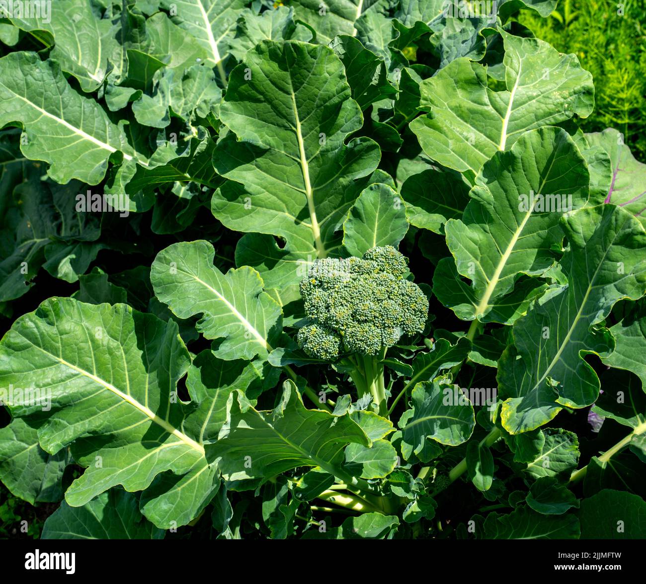 Broccoli che crescono in giardino (Brassica oleracea var. Italica) Foto Stock
