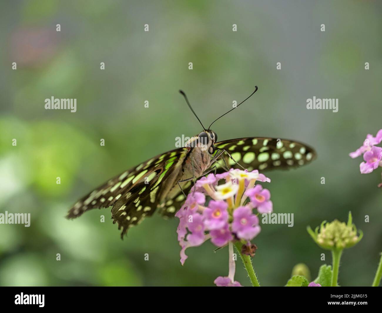 Un primo colpo di una farfalla in un giardino durante il giorno Foto Stock