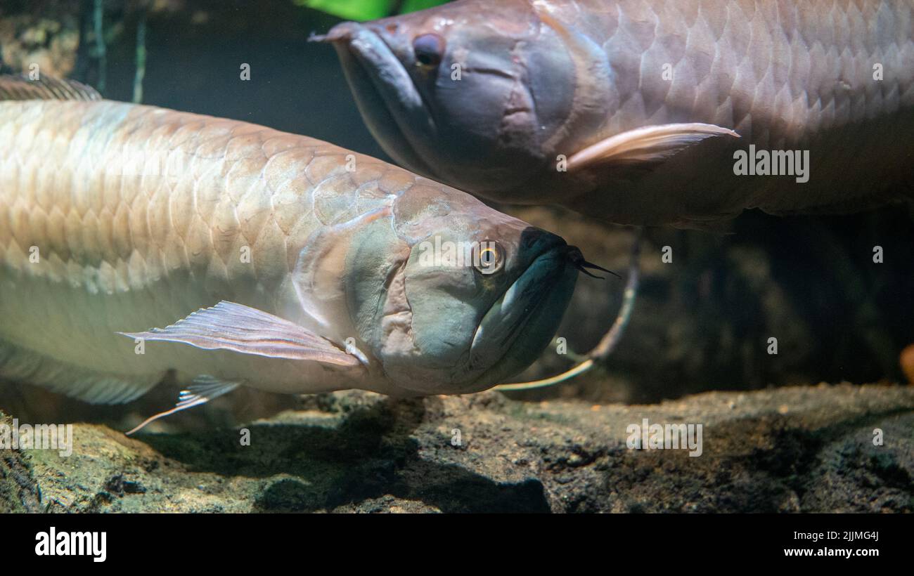 Un primo piano di pesci che nuotano sott'acqua Foto Stock