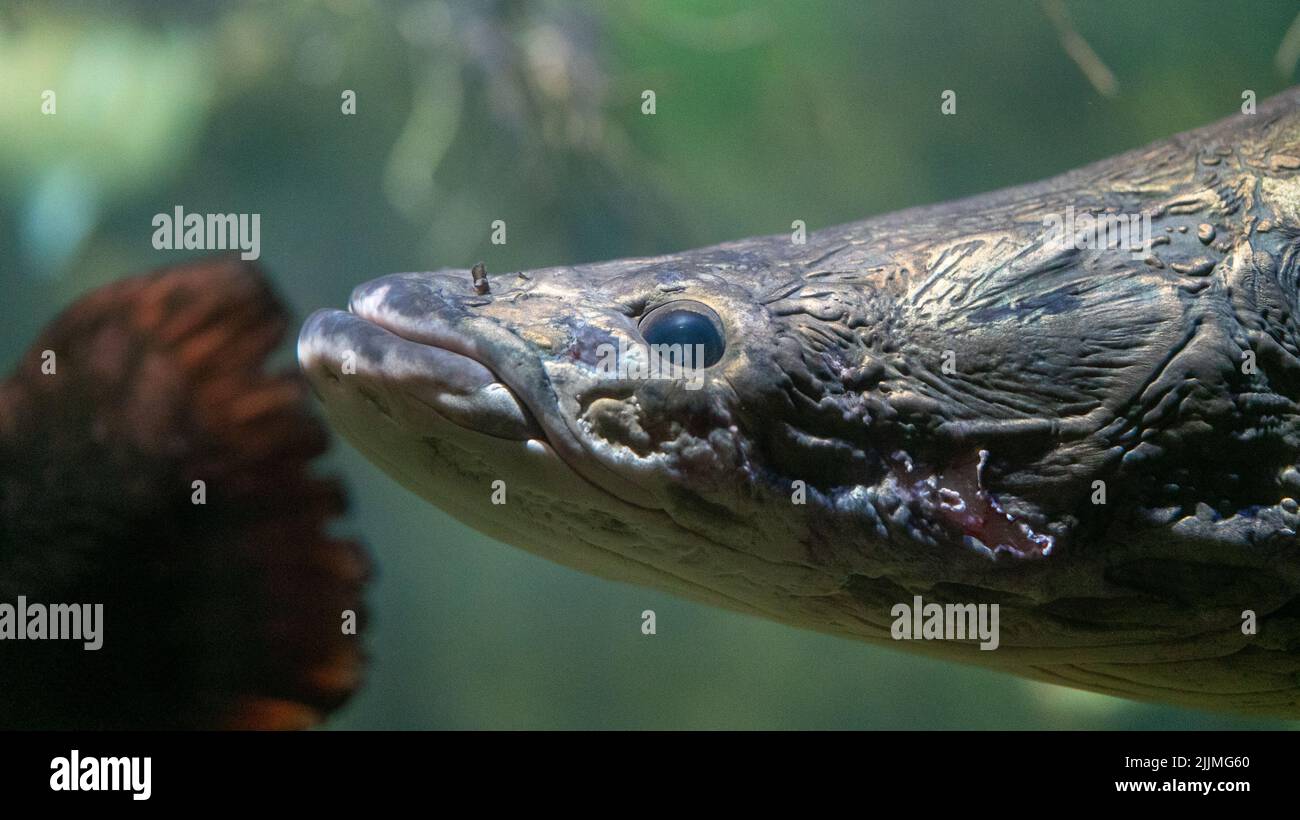 Un primo piano di pesci che nuotano sott'acqua Foto Stock