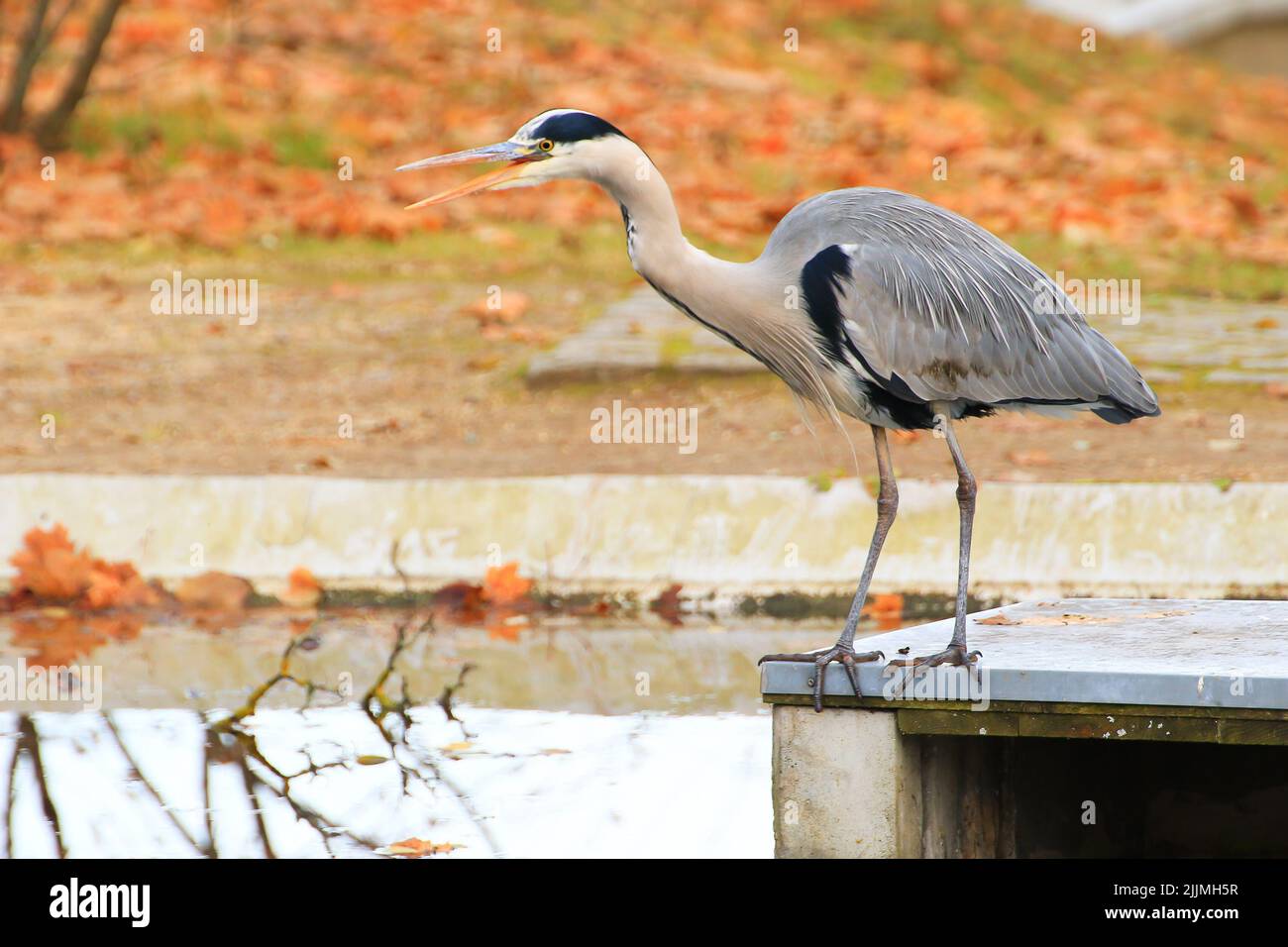 Un primo piano di un airone grigio vicino a uno stagno durante l'autunno Foto Stock