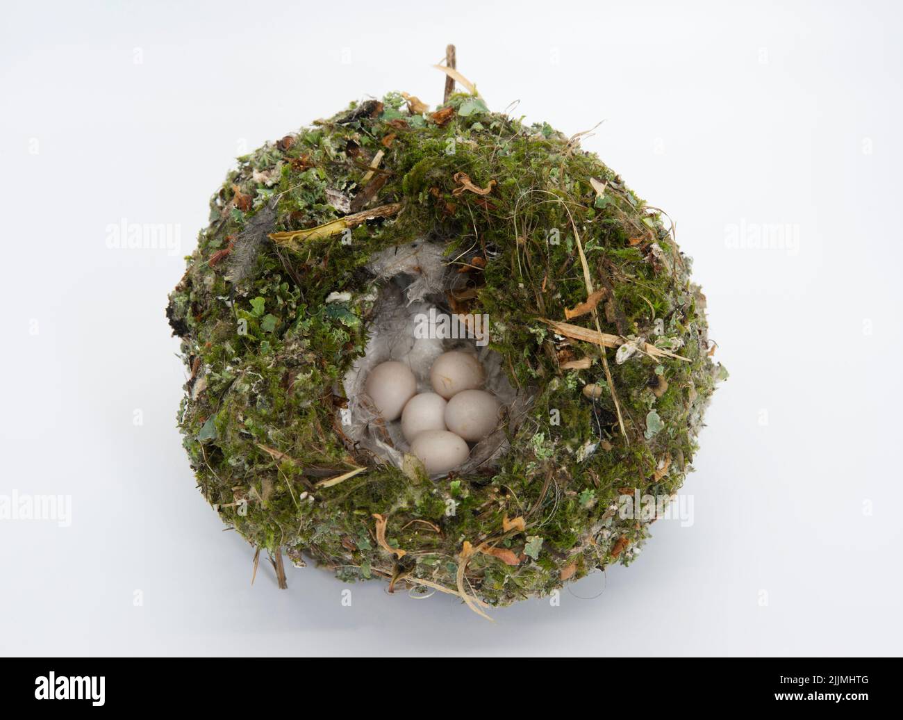 Nido e uova di Tit a coda lunga, isolato con fondo bianco, Aegithalos caudatus, Regno Unito, Isole britanniche Foto Stock
