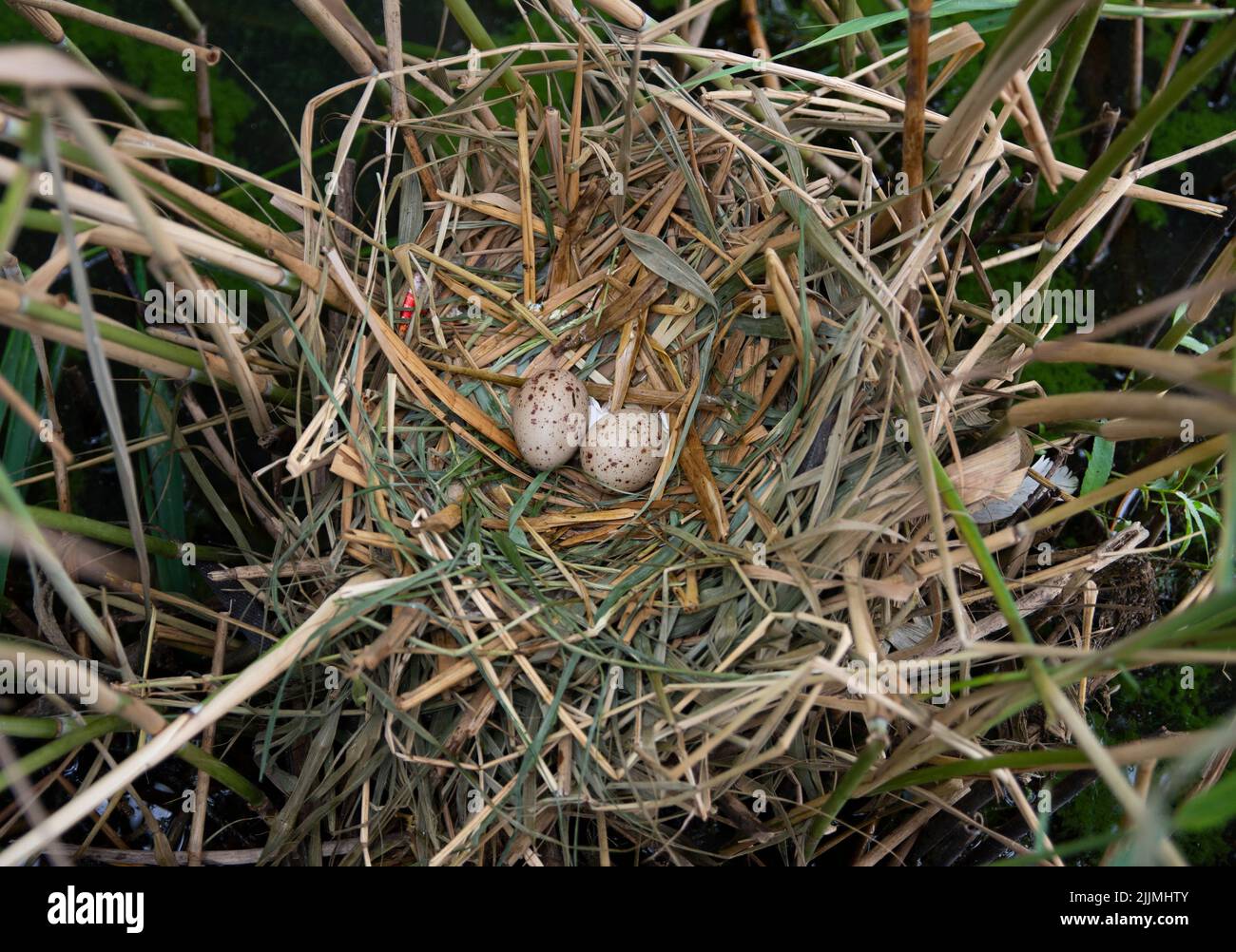 Nido e uova di Moorhen, noto anche come Common Moorhen, Gallinula chloropus, Brent Reservoir, Londra, Regno Unito, Isole britanniche Foto Stock