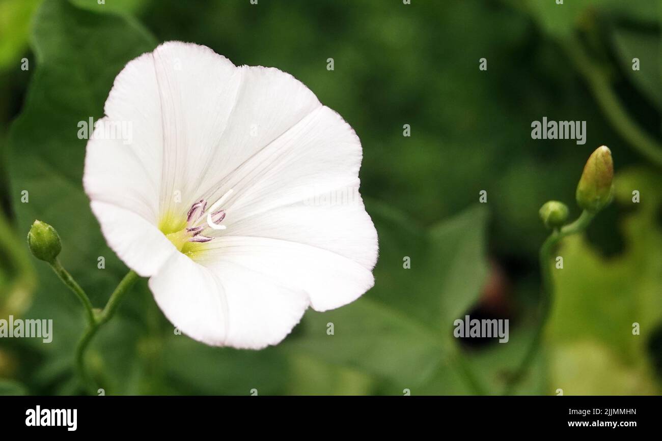 Fiori di betulla, bindweed, loach, dweller, dodger, recinzione di avvolgimento, campane, fremito, fuoco di topo, picchiettio, Spargimento, Signore, tazza di Dio, luppolo selvatico Foto Stock