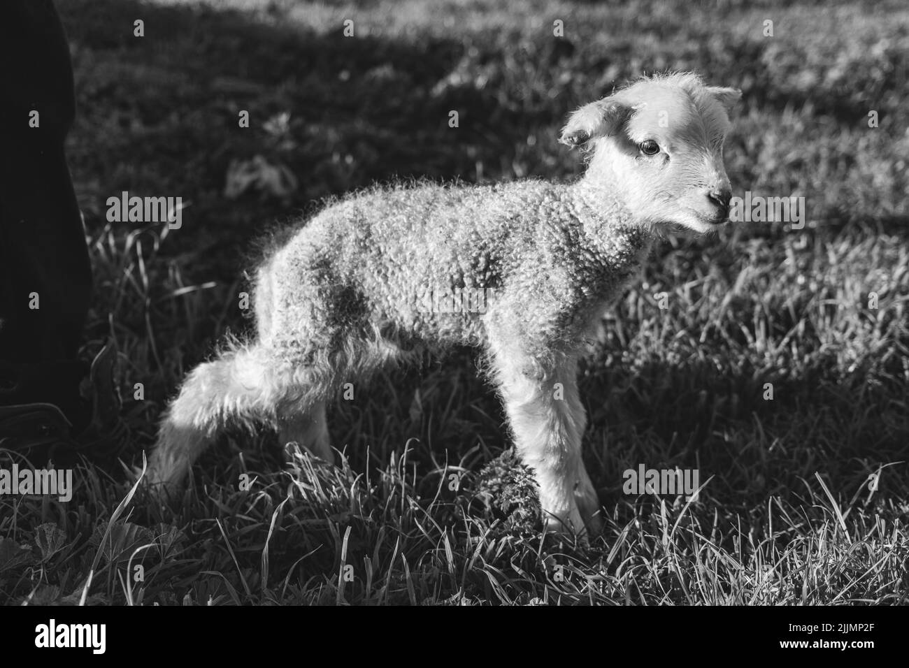 Un colpo in scala di grigi di un agnello sul terreno agricolo Foto Stock